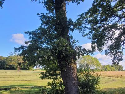 Habitatbaum Eichenallee 4