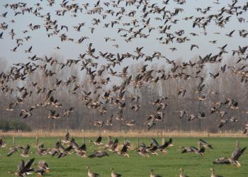 Große Schar auffliegender Wildgänse im Naturschutzgebiet Düffel