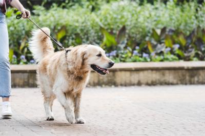 Spaziergang mit Hund an der Leine - Lightfield Studios - Adobe Stock - 300892101