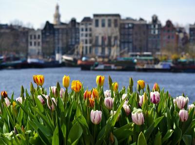 Tulpen vor einer niederländischen Stadt